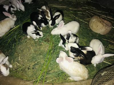 Rabbit for sale