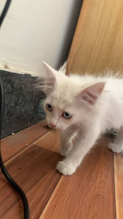 Persian cat  urgent sell