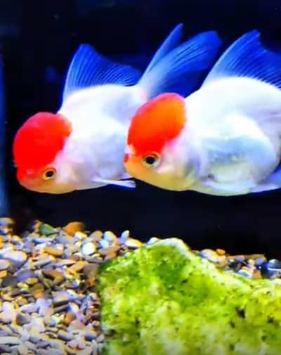 Fish and aquarium wholesale price 03137381622