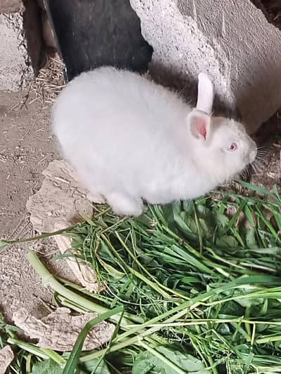 breeder angura female
