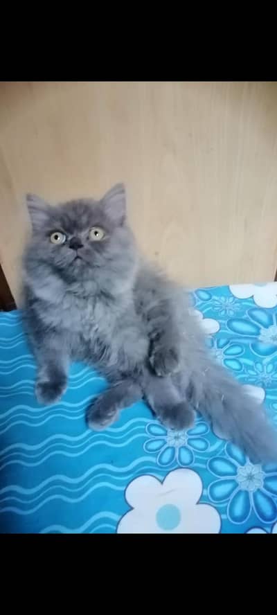 Punch face grey triple coated male kitten for sale