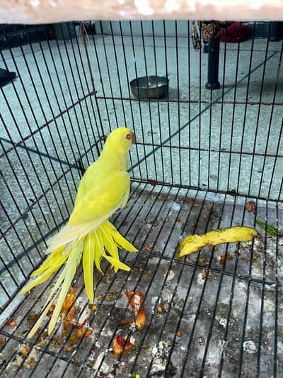 yellow male with dna