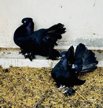 Indian Fantail lakka breeder pair for sale fully active and healthy