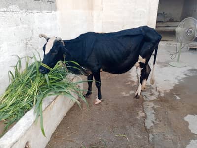 cow for sale