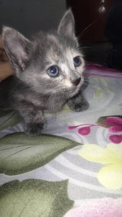 per cat 7k