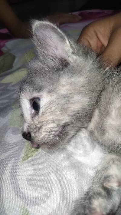 one 3 coated one grey and two colours one brown selling urgent