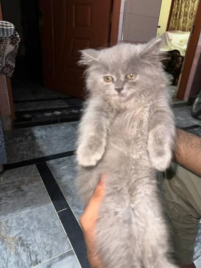 for sale