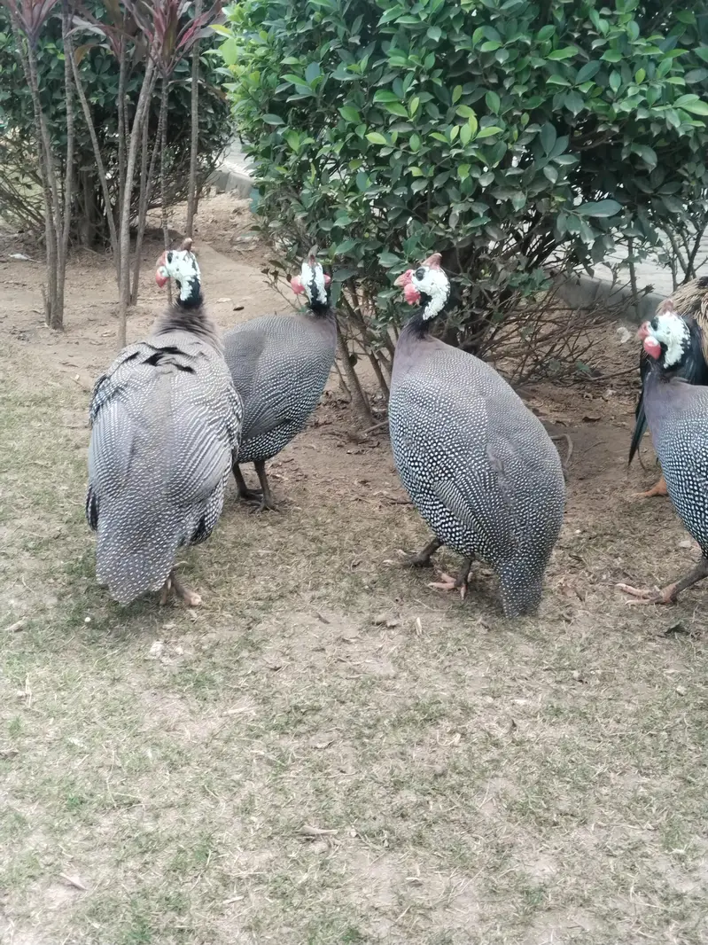 Chakor — photo 3