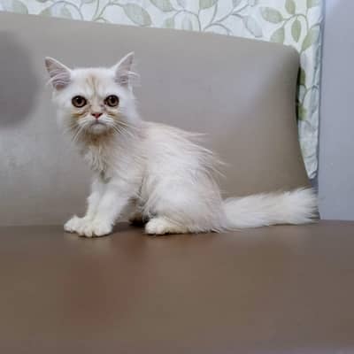 Extrem punch face male kitten