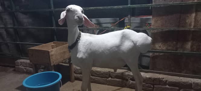 Sheep Dumba child
