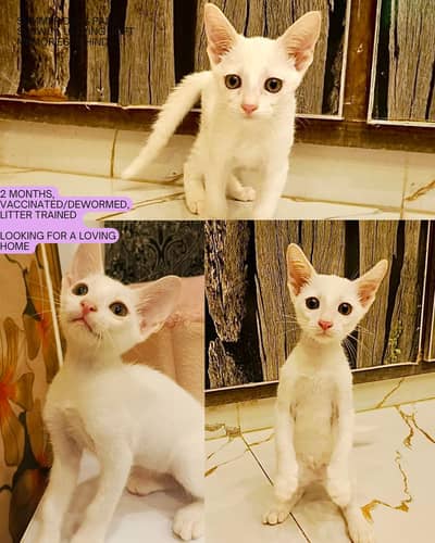 Kittens for Adoption