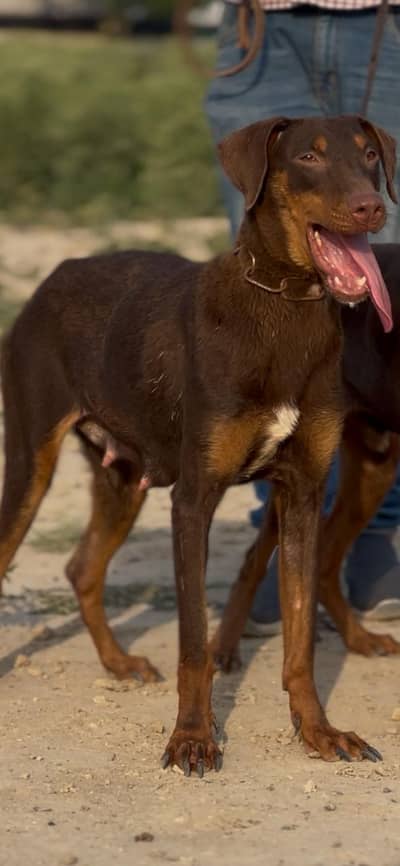Doberman breeder female available