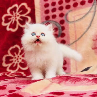 very playful kitten more than triple coat accessories available