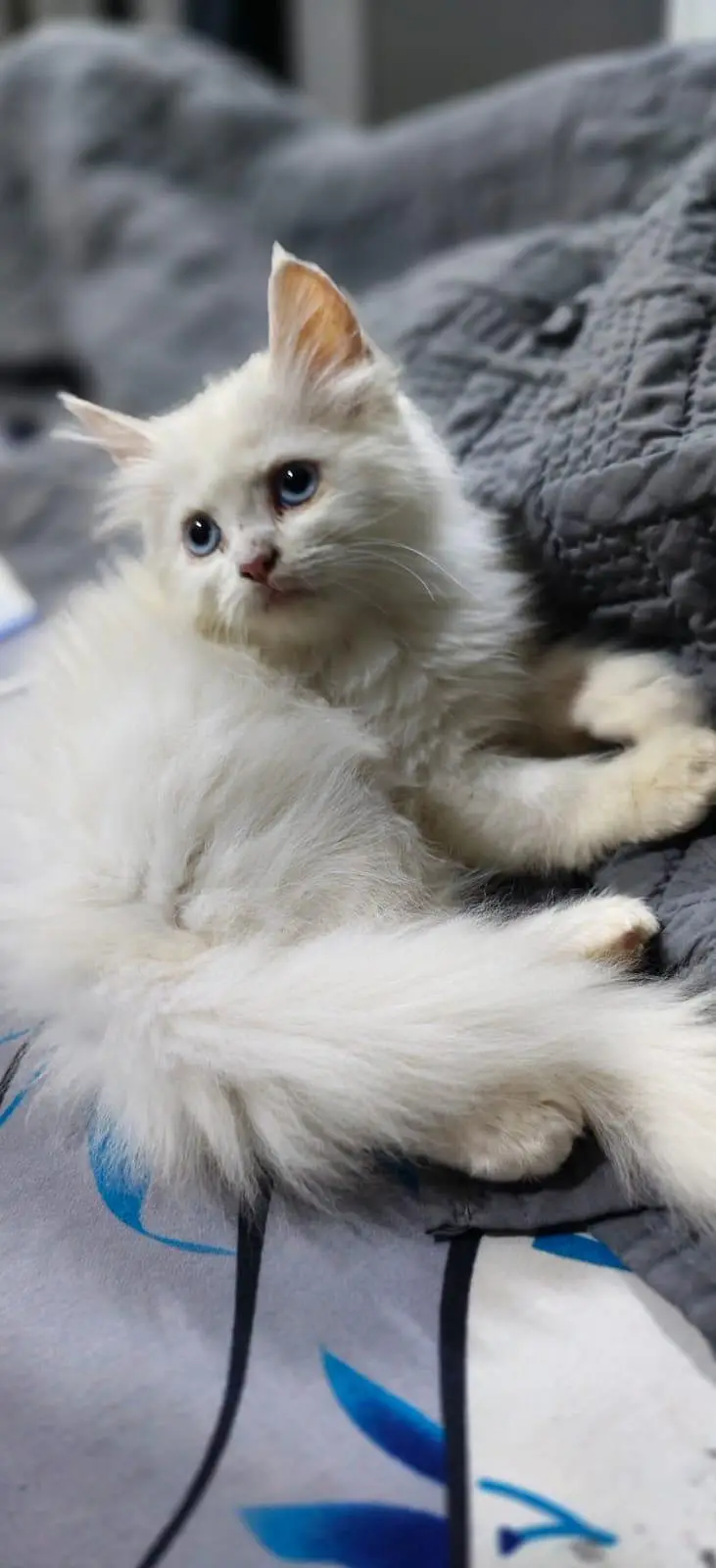 very playful kitten more than triple coat accessories available — photo 2