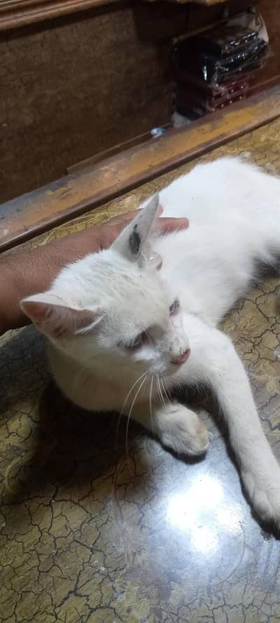 cat sale