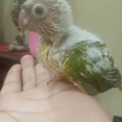 Pineapple / yellow sided conure chicks