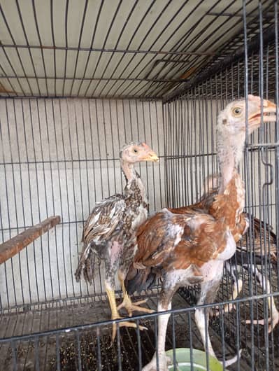 2 male aseel for sale