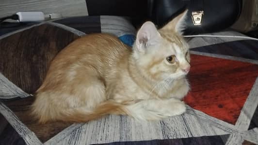 kitten for sale in