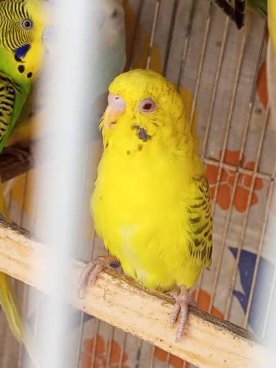 Red eyes fellow budgies and normal budgies for sale.