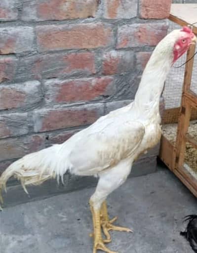 White Shamoo Pure Breed