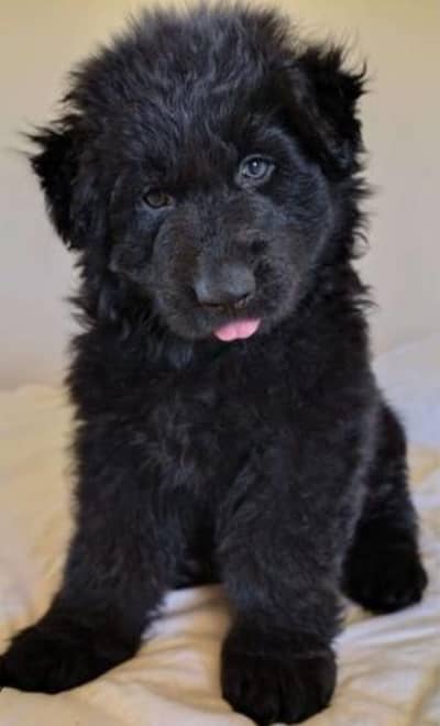 German Shepherd dog black German for sale