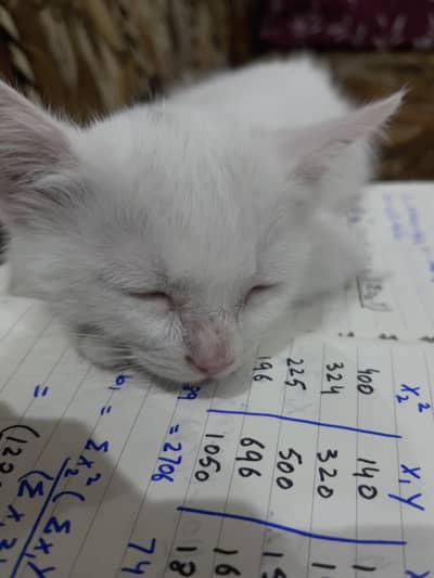 Kitten for sale