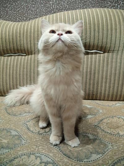 Persian male cat
