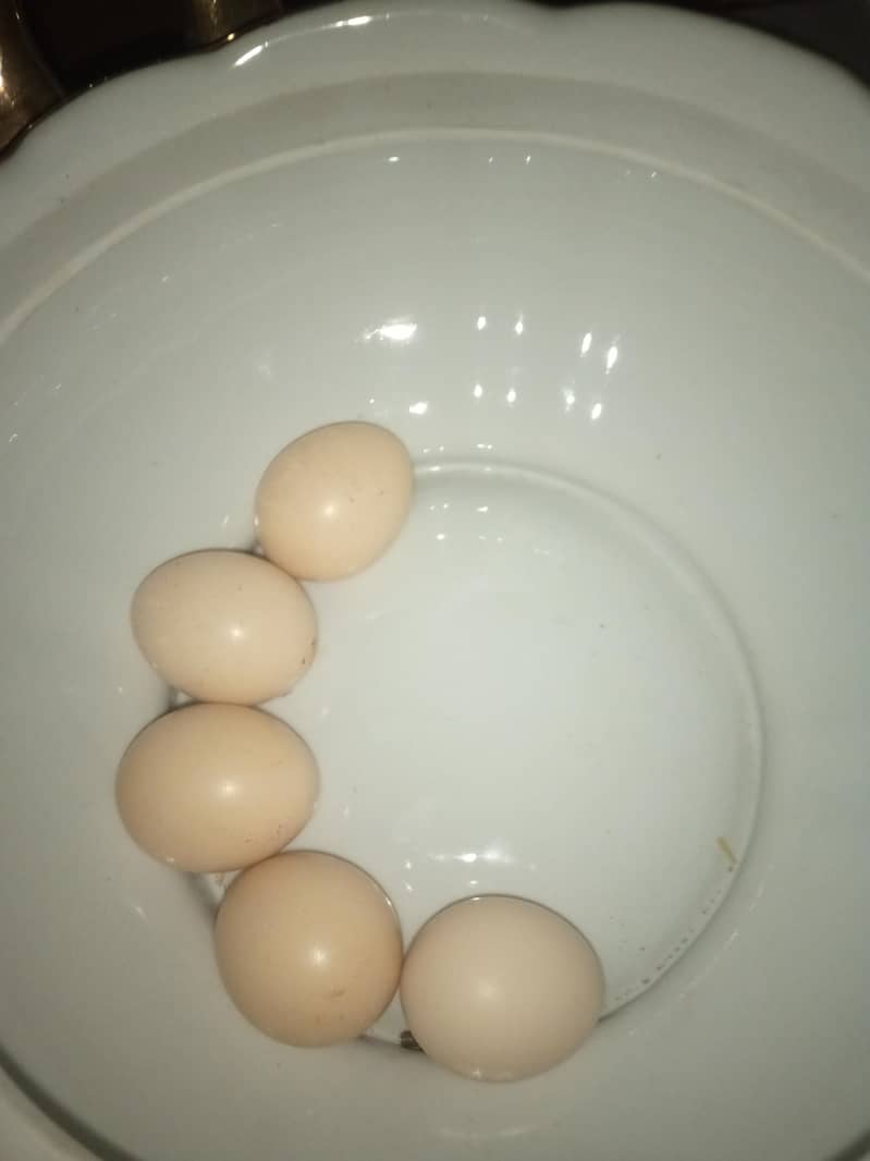 bantam eggs 0