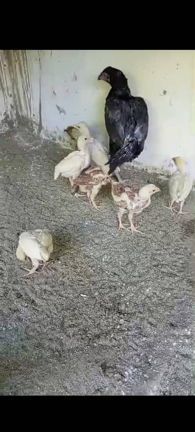 Aseel Chicks for sale