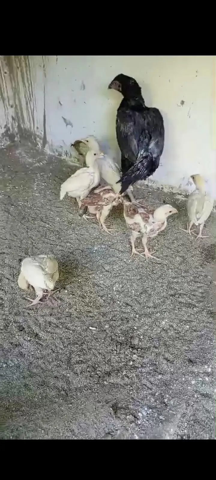 Aseel Chicks for sale