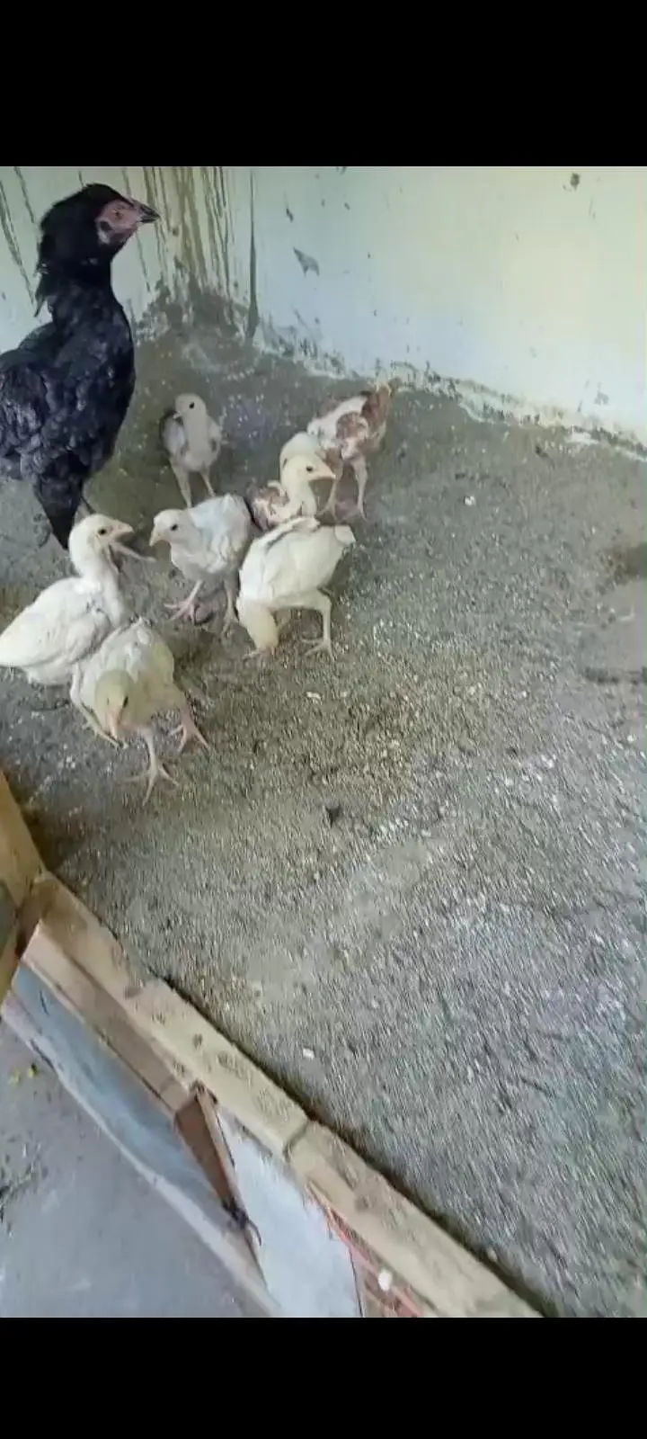 Aseel Chicks for sale — photo 2