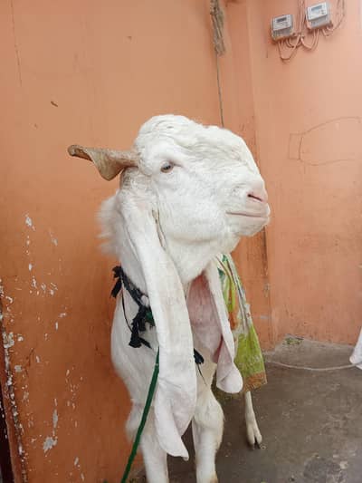 gulabi nasel
