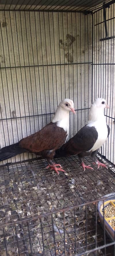 KARBALAI PIGEONS