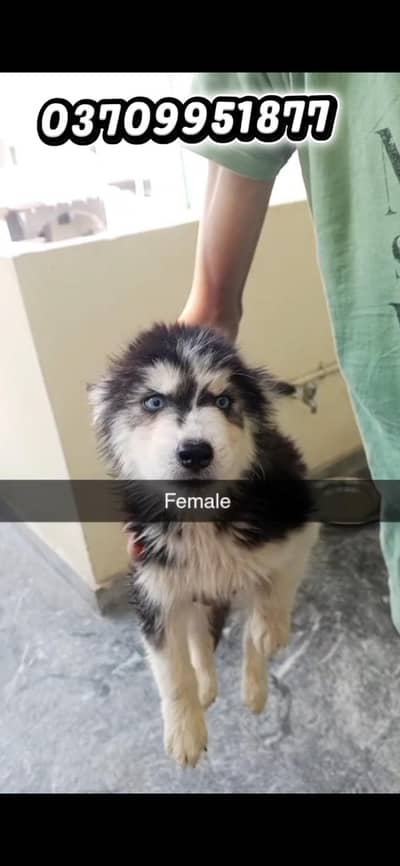 Siberian Husky BABY Available contact number
