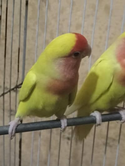 i want to sale lovebirds red eyes pair with cage