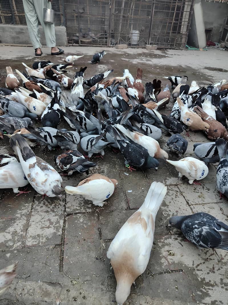 Pigeons 0