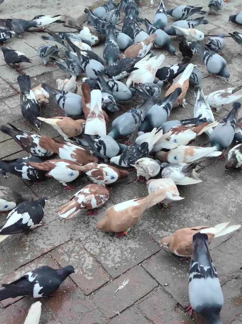 Pigeons 1