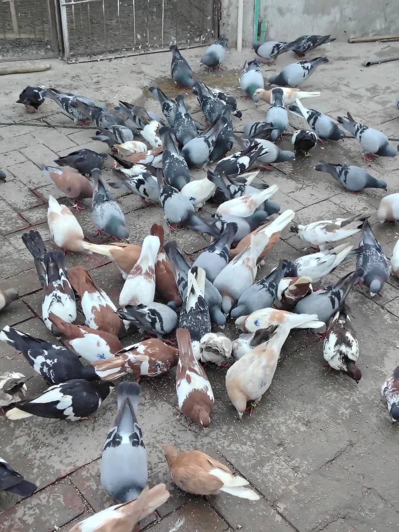 Pigeons 2