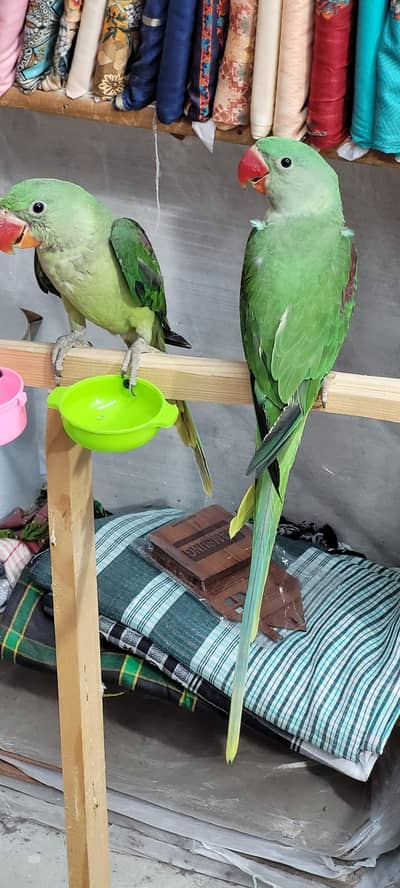 talking parrot