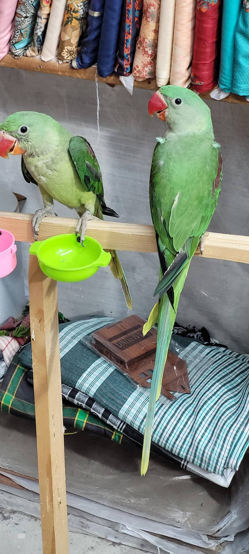 talking parrot 0