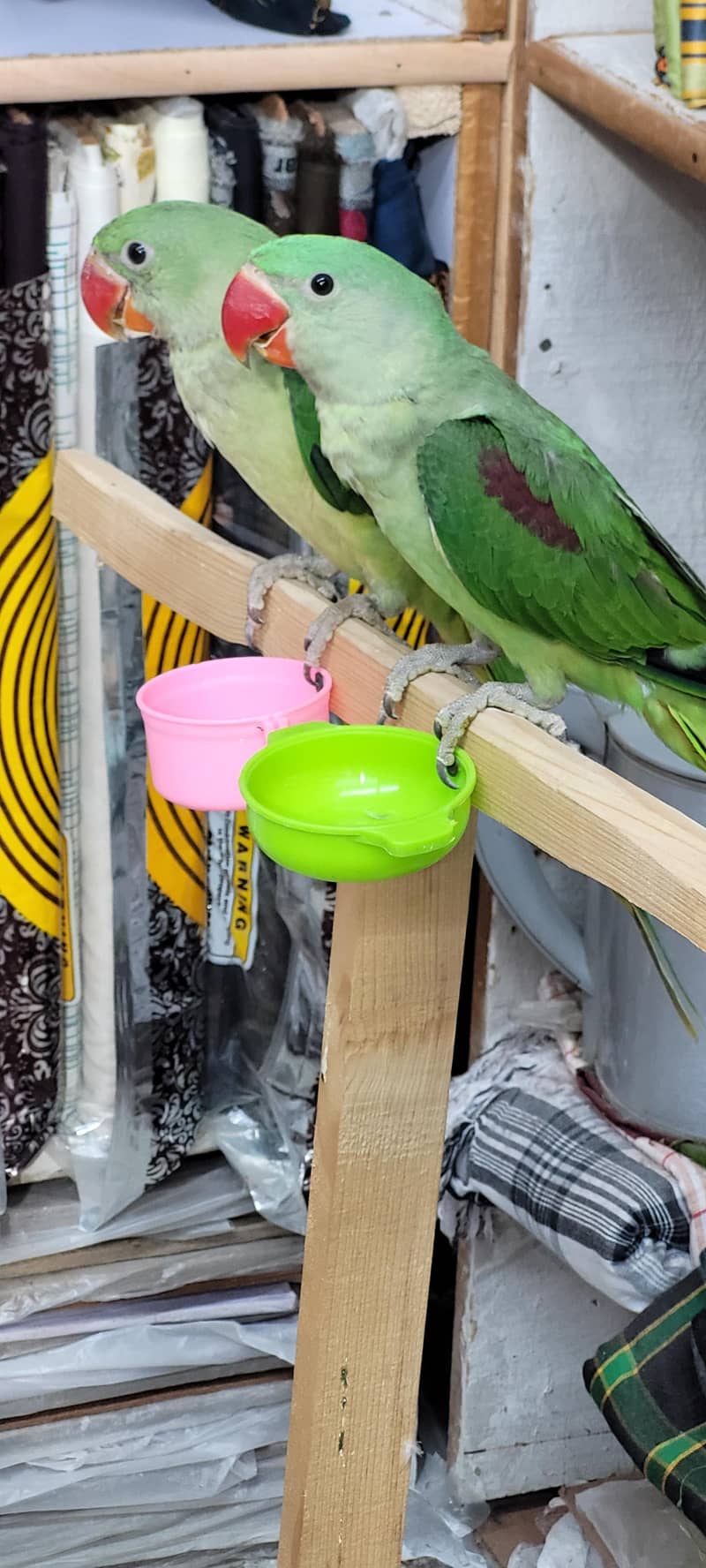 talking parrot 1