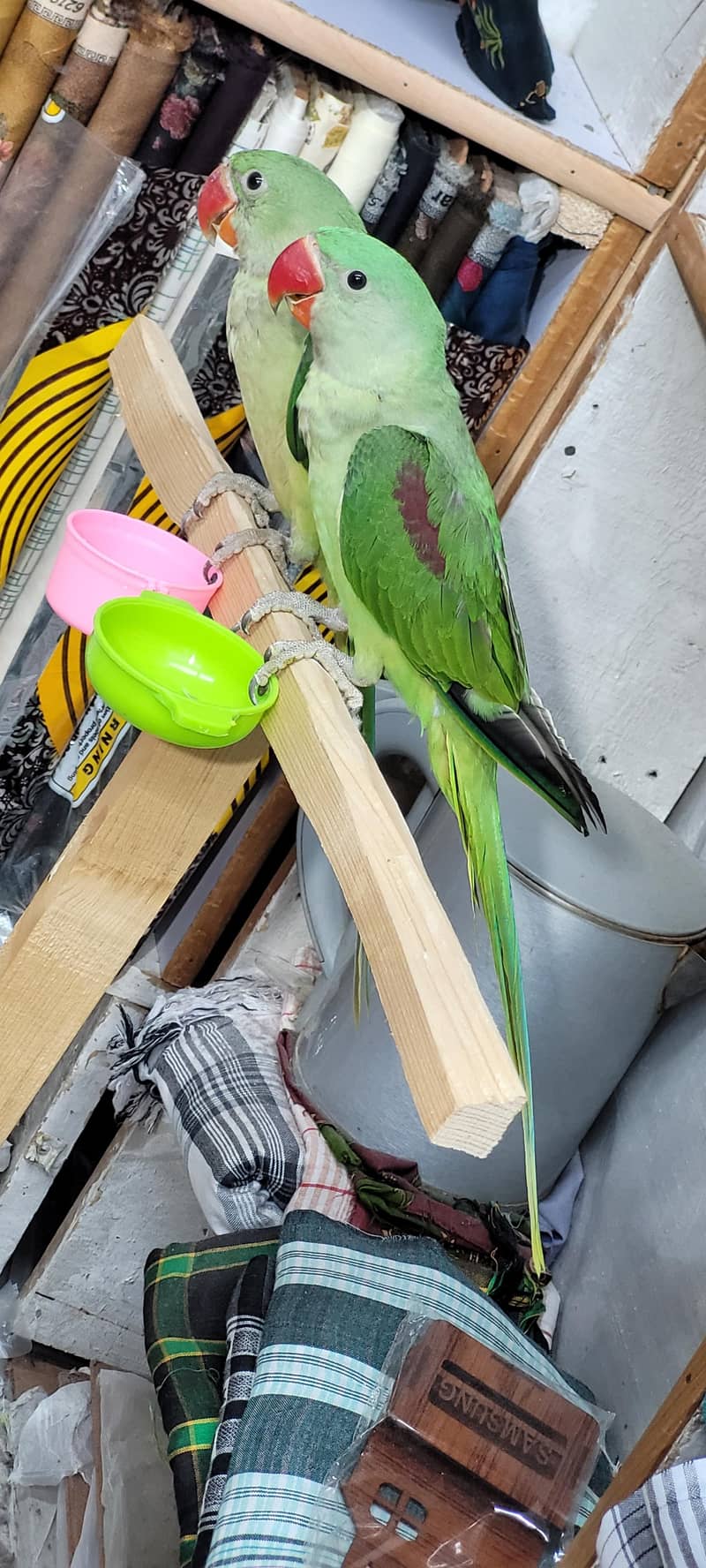 talking parrot 2