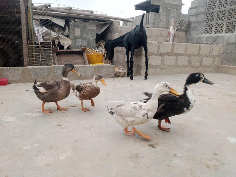 Ducks pair 0