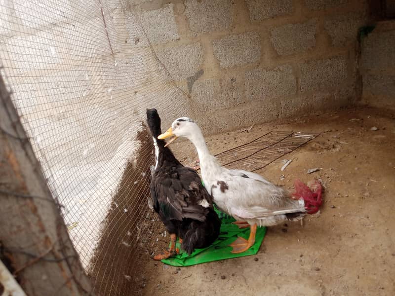 Ducks pair 1