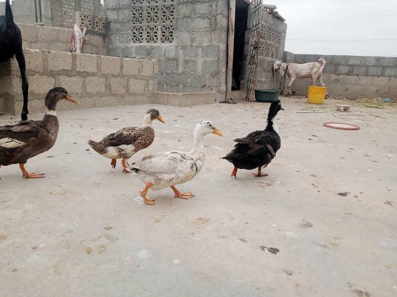 Ducks pair 2
