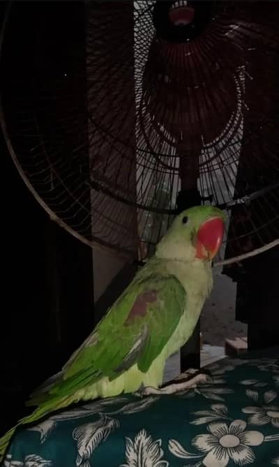 raw parrot for sale
