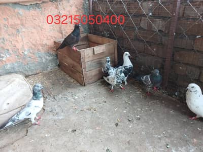 urgent sale 03215050400