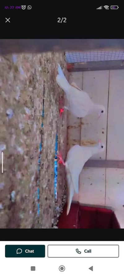 white dove