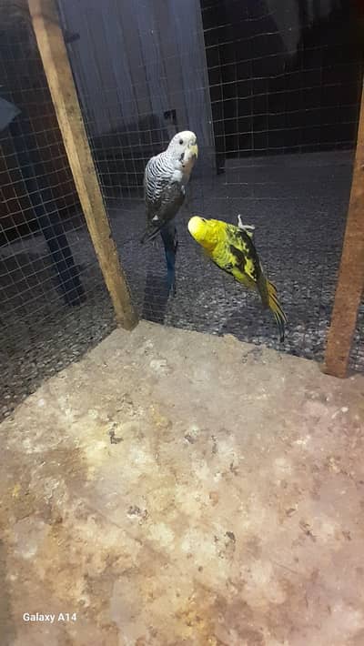 Black wing budgies