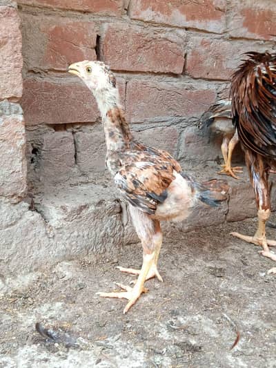 Aseel cheiks for sale